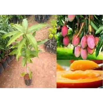 Beautiful  Mango Plants